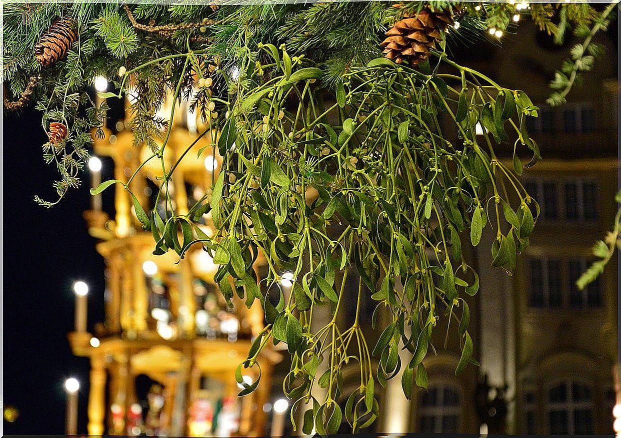 Christmas mistletoe.