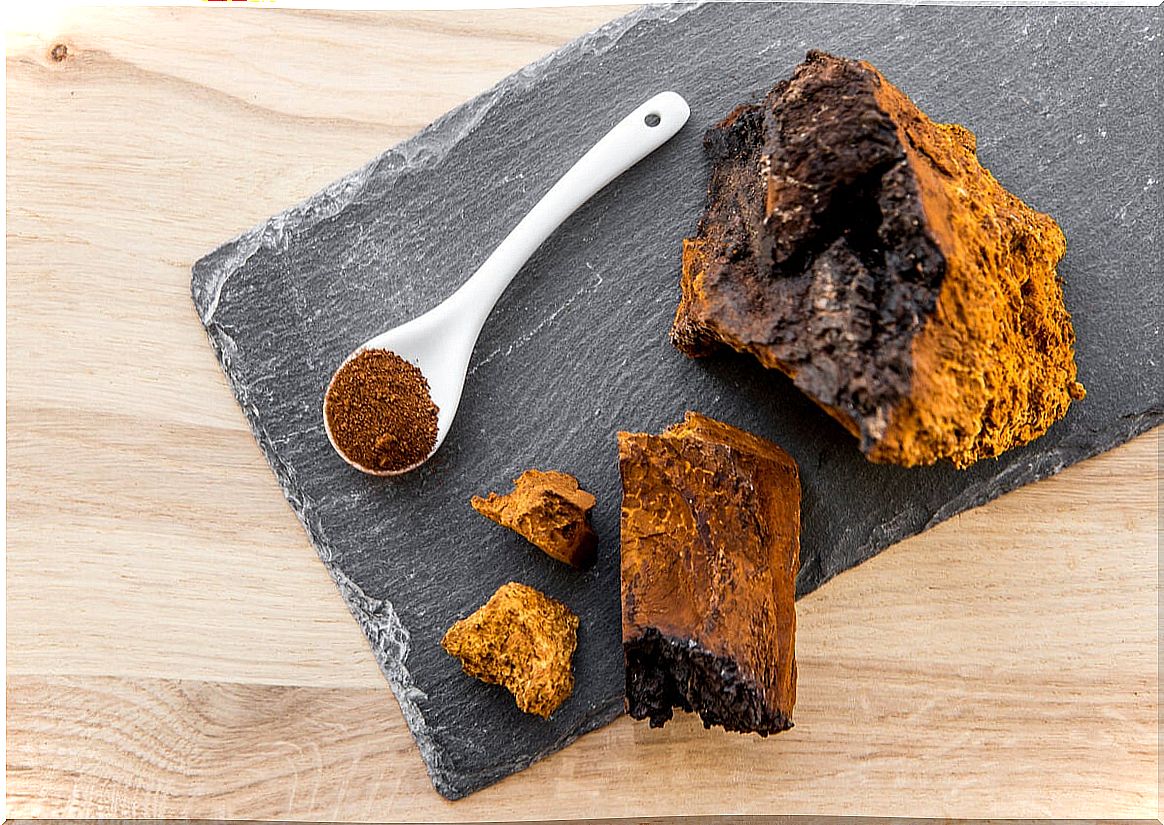 Chaga mushroom: benefits and precautions