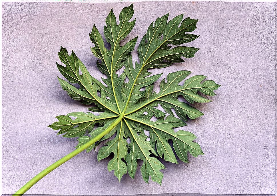 Carica papaya leaf, one of the complementary treatments for dengue 