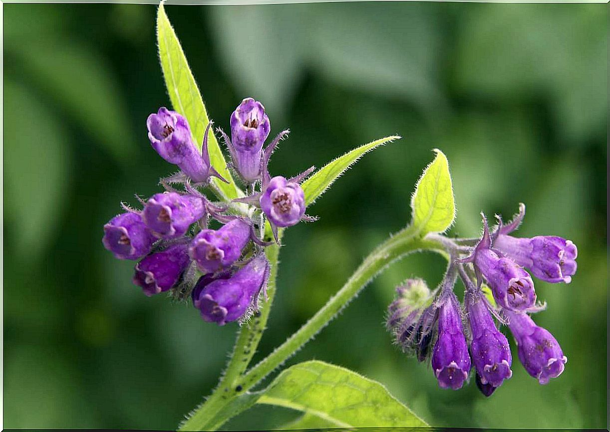 Comfrey