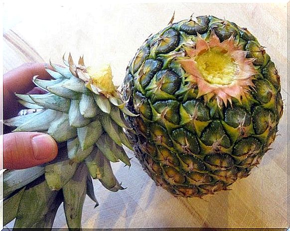 how-to-germinate-pineapple