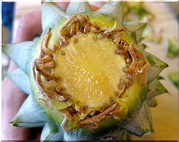 grow-pineapple-from-the-head-roots-planting