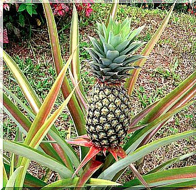 pineapple