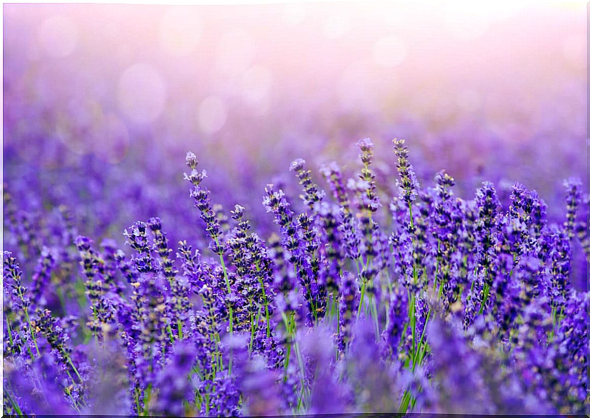 Lavender fields.