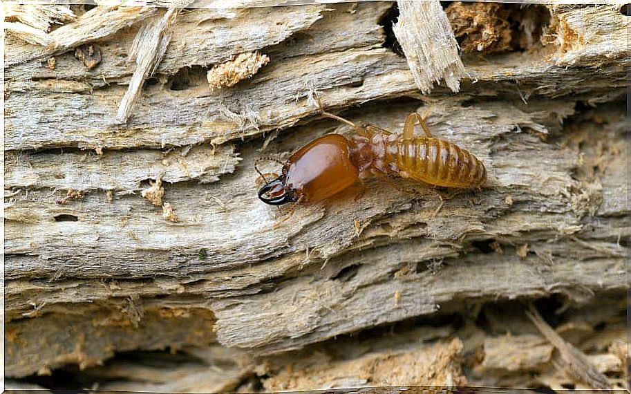 Termite