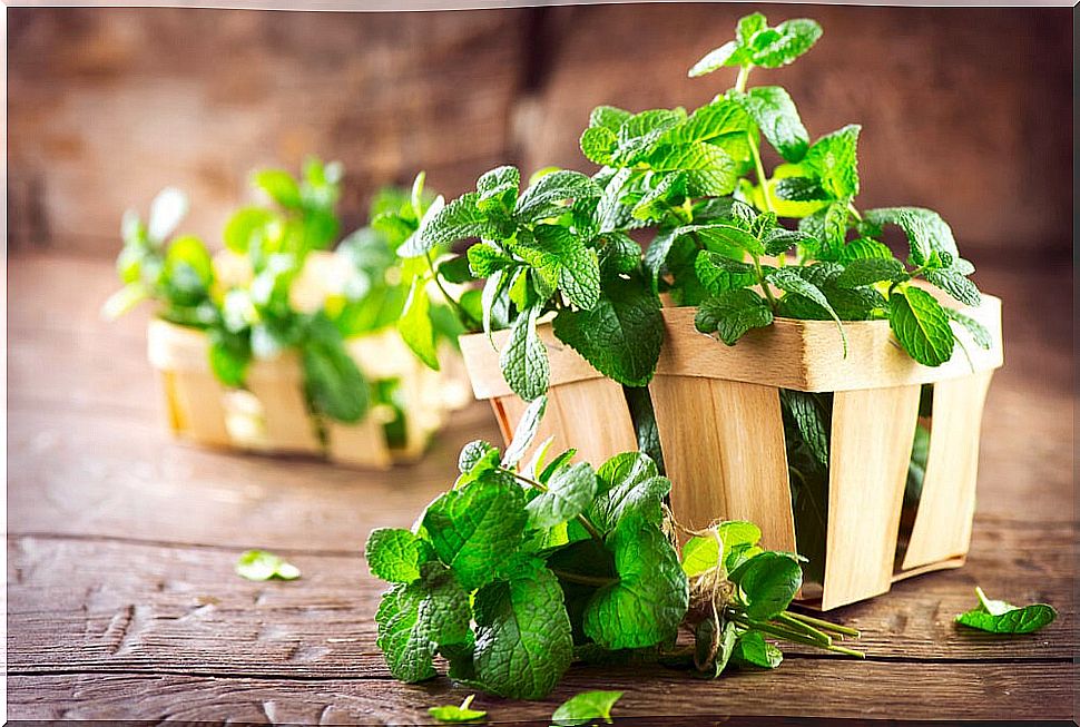 Use potted mint to keep fleas away