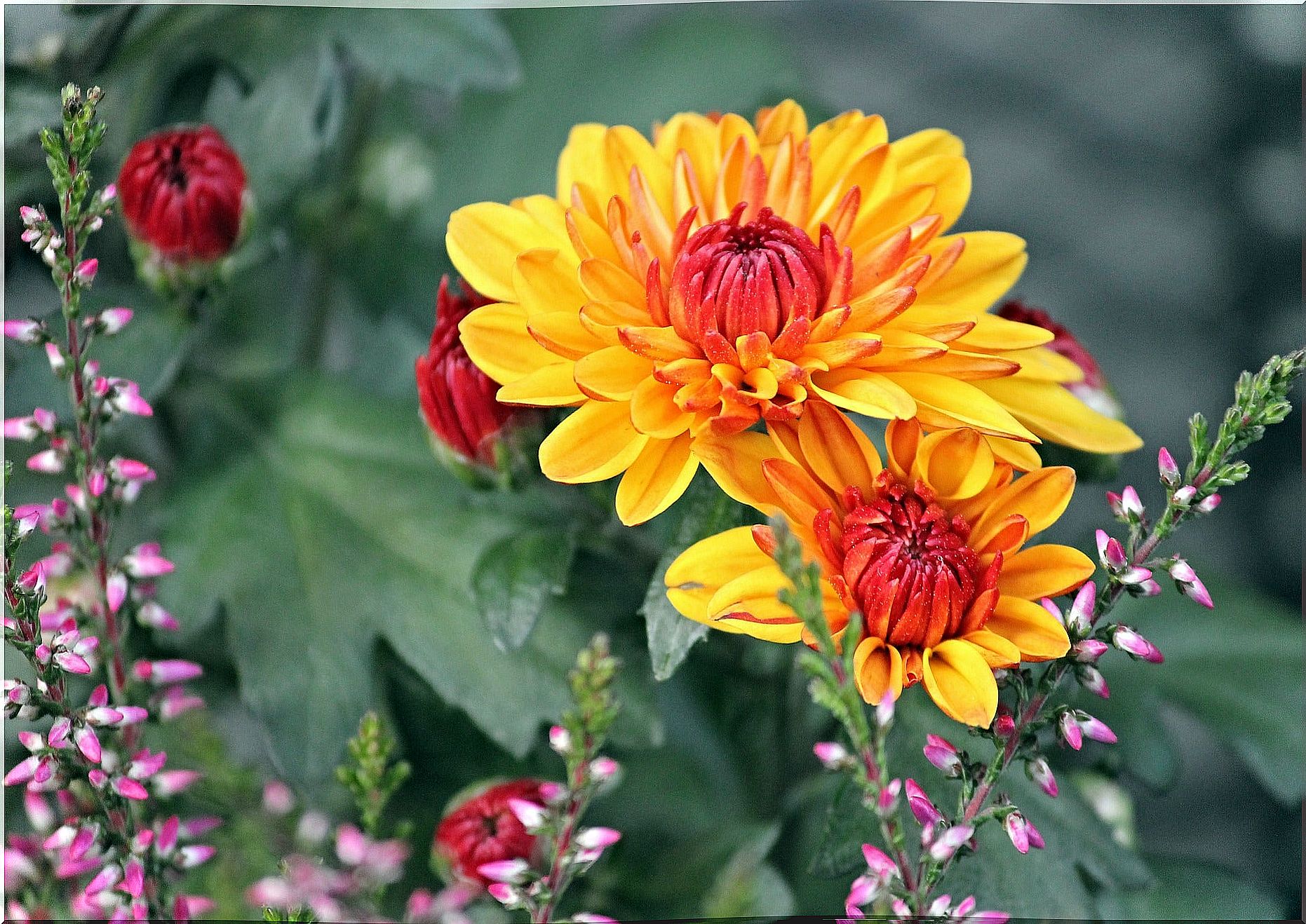 Chrysanthemums are a great natural repellent against fleas