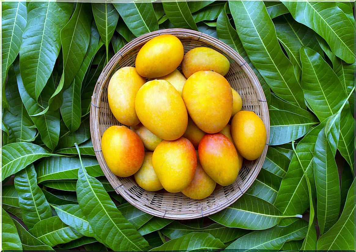 6 benefits of mango leaves that you may not have known