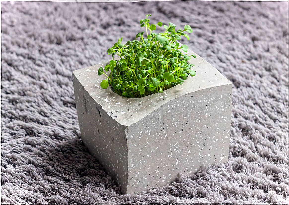 Pot with microgreen.